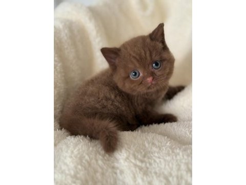 British cinnamon erkek yavru