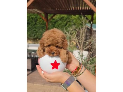 Eğitilebilir toy poodle yavruları ile evinize neşe katın