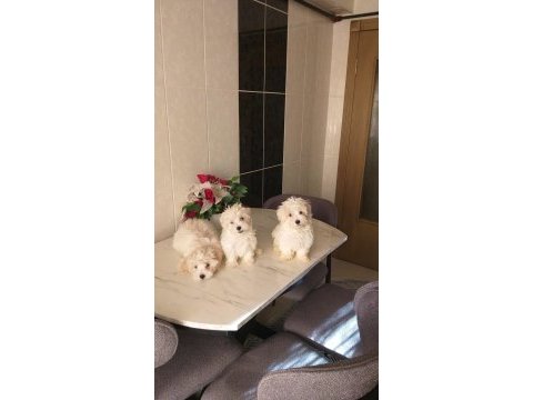 Şirin maltese yavrularım sahiplerini arıyor