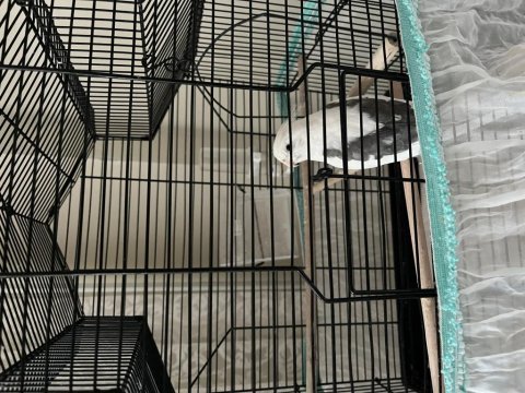 Wifi heavy cinsi 1 yaşında dişi sultan papağanı