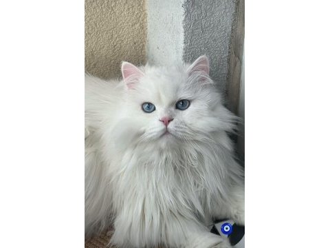 Beyaz british longhair pamuk