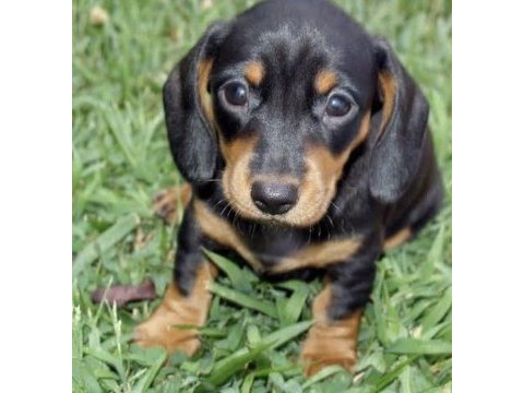 A kalite dachshund yavrular