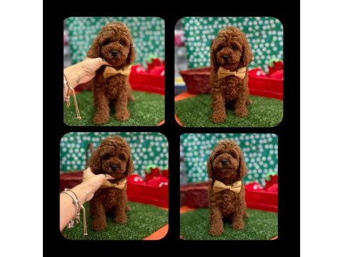 Toy poodle yavrular