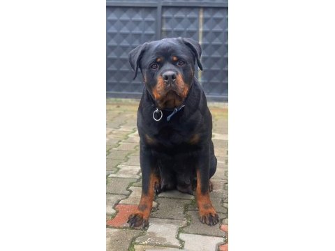 Anne baba şecereli rottweiler yavrular
