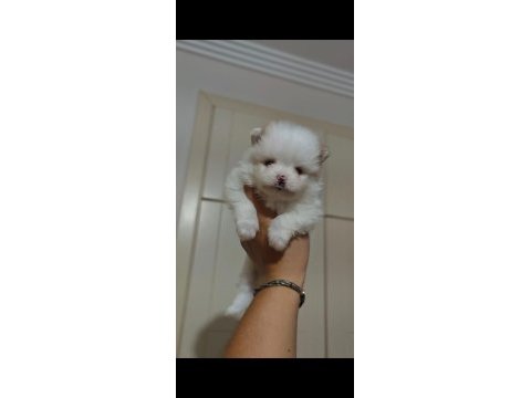 Original pomeranianlar