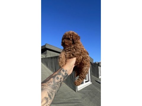 Dişi red brawn toy poodle yavru