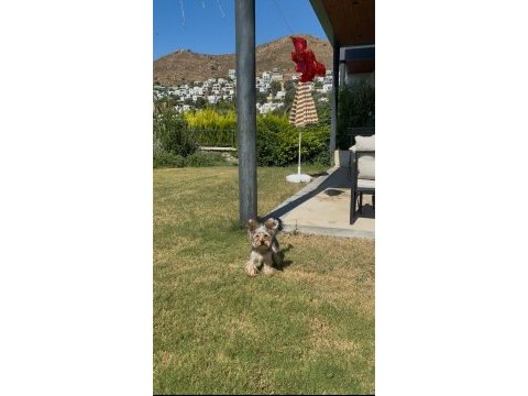 Saf terrier köpeğimiz