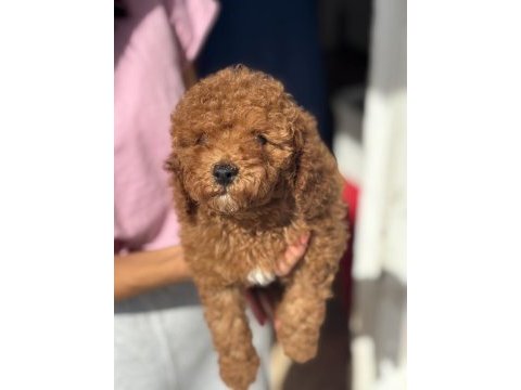 Mini boy toy poodle kızımız
