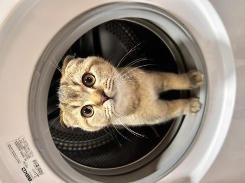 7 aylık scottish fold erkek
