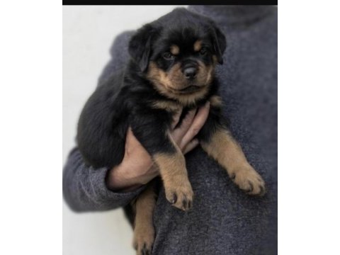 Rottweiler köpeğimiz için ulaşın