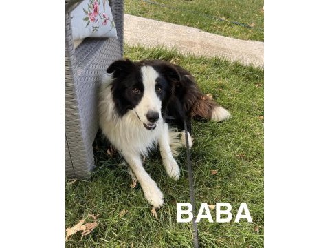 Orjinal border collie yavrular