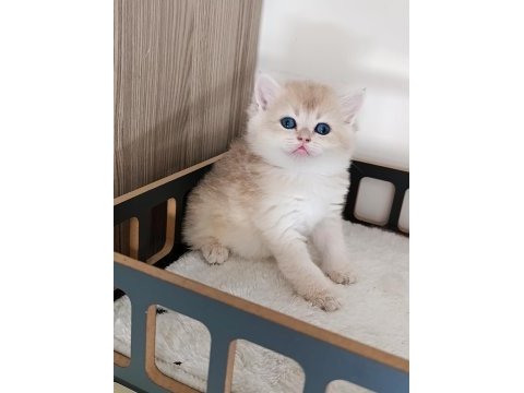 Çok yakışıklı bir erkek kedimiz