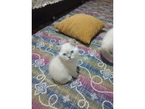 British shorthair bluepoint miniklerimiz ailelerini bekliyor
