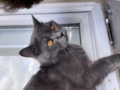 1 yaş kısır british shorthair