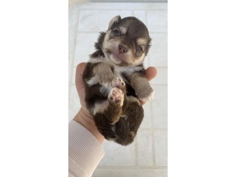 Mavi gözlü safkan elma kafa chihuahua