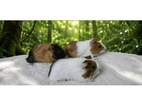 Amerikan guinea pig bebekler