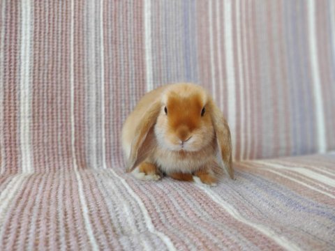 Karamel saten cüce lop/minilop cüce tavşan dünyası