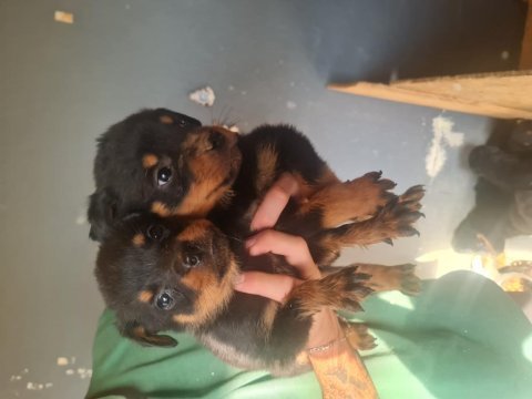 Mükemmel kalitede rottweiler bebeklerimiz için acele edin