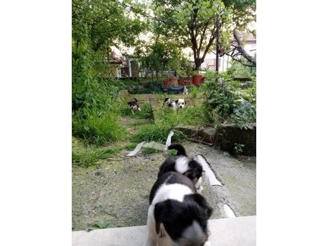 Jack russell kopeklerim