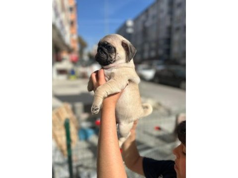 Gül kuyruk pug yavrular her yere gönderilir 