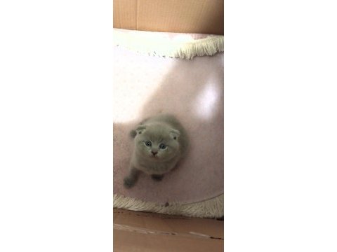 Orjinal kırık kulak scottısch kedilerimiz