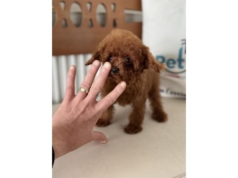 700 gr 4 aylık kore micro tea cup poodle