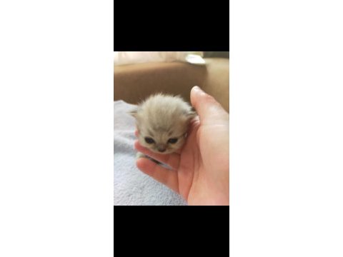 Chinchilla güzellikler burada