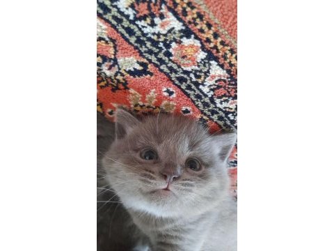 British shorthair gri yavru kedimiz