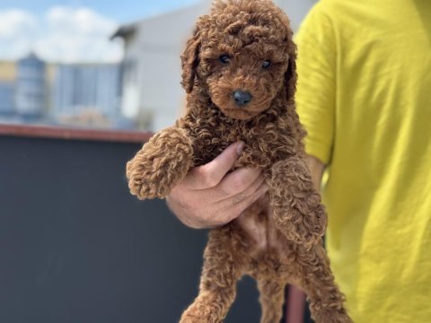 Ankaranın en güzel kore toy poodle yavruları