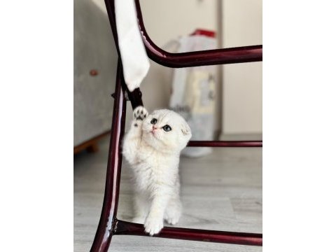Kendi kedimizin yavruları