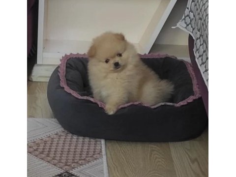 Pomeranian boo a kalite
