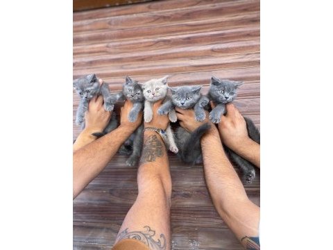 Irk garantili british shorthair yavruları