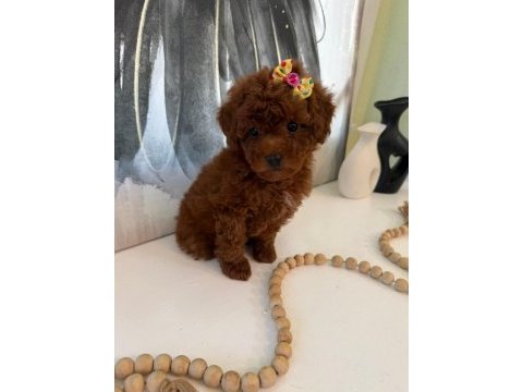 Toy poodle yavrular ruhsatlı köpek çiftliğinden