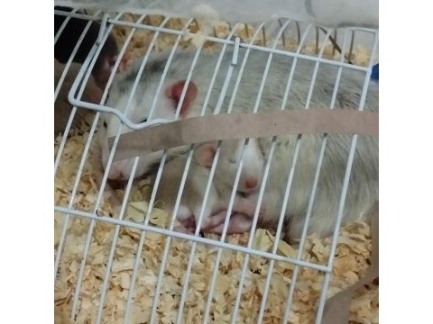 Dumbo rat husky ve karamel bebekler acil