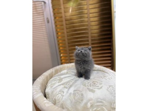 Britsh shorthair kedisi