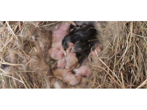Hollanda teddy lop tavşan yavruları