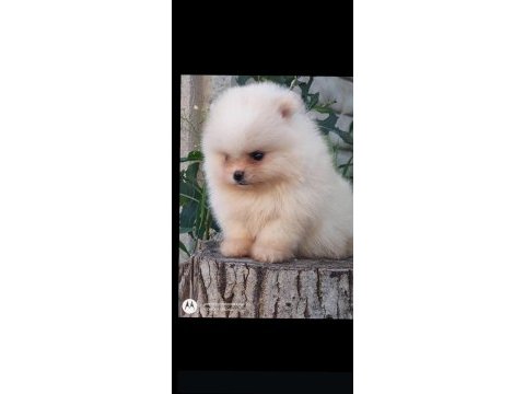 Kaliteli pomeranian yavrular