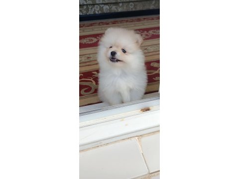 50 günlük erkek pomeranian boo
