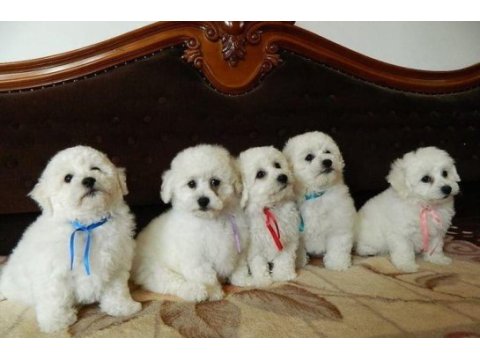 Maltese terrier adrese teslim, kapıda ödeme yapabilirsiniz