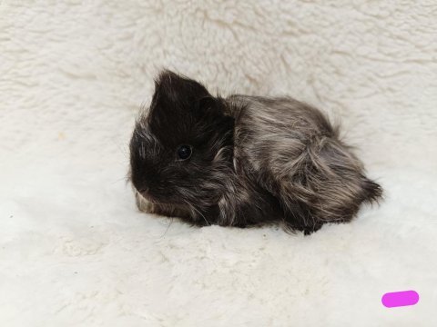 Guinea pig bebekler
