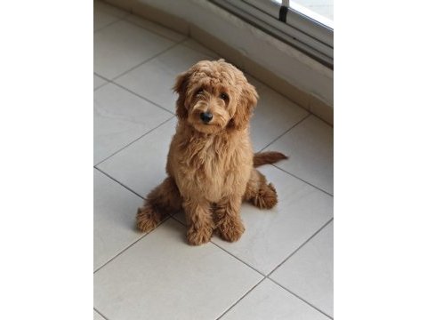 Dişi toy poodle