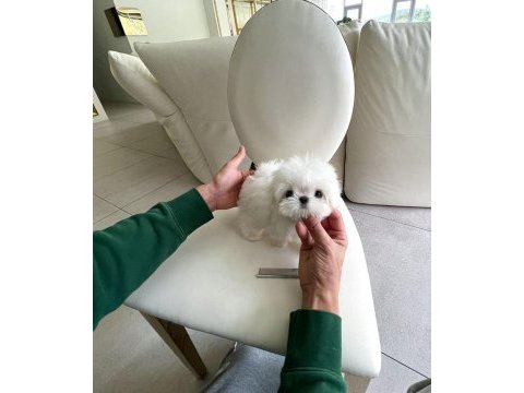 Korea maltese