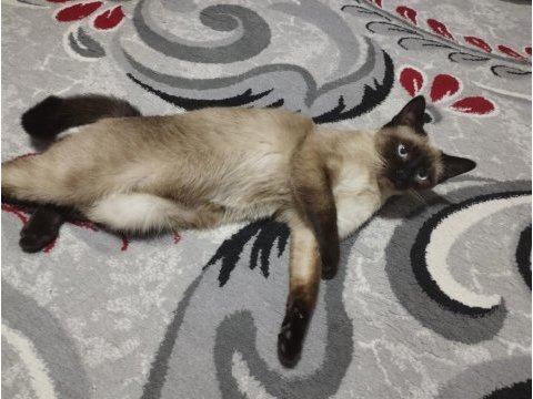 Siyam kedisi dişi