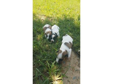 Show kalite fırlama jack russell terrier yavruları