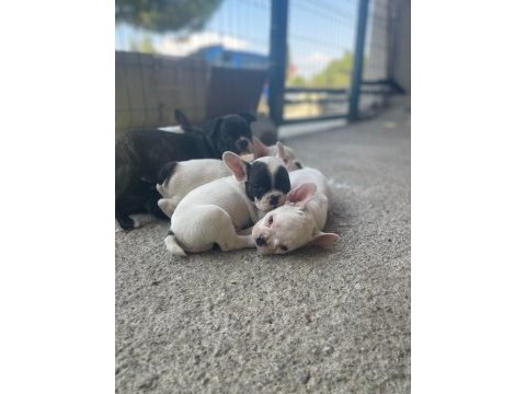 Şecereli french bulldog yavruları