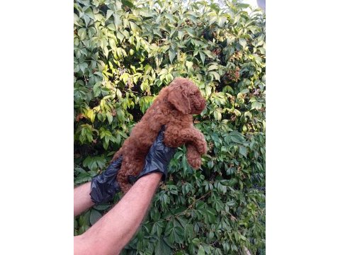 Irk ve sağlık garantili red brown poodle bebeklerimiz