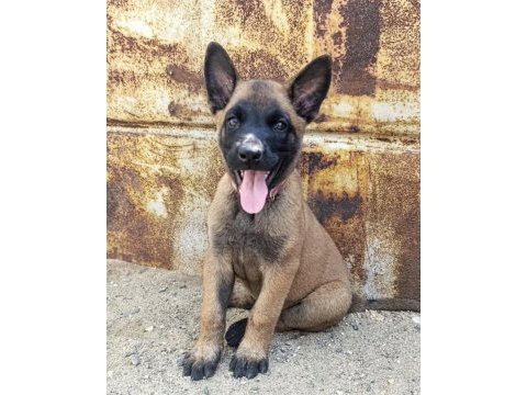 Safkan malinois