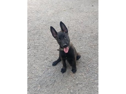 A kalite sağlam kan hattı malinois
