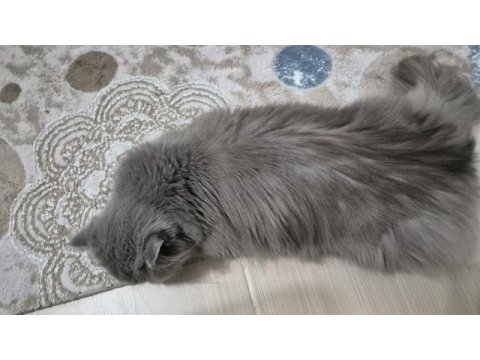 British longhair (çiftleştirme)