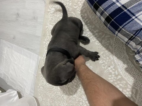 2 aylık ırk garantili cane corso